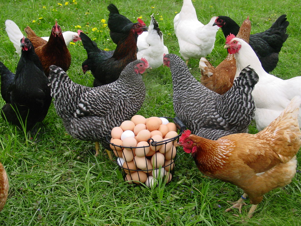 hen and eggs